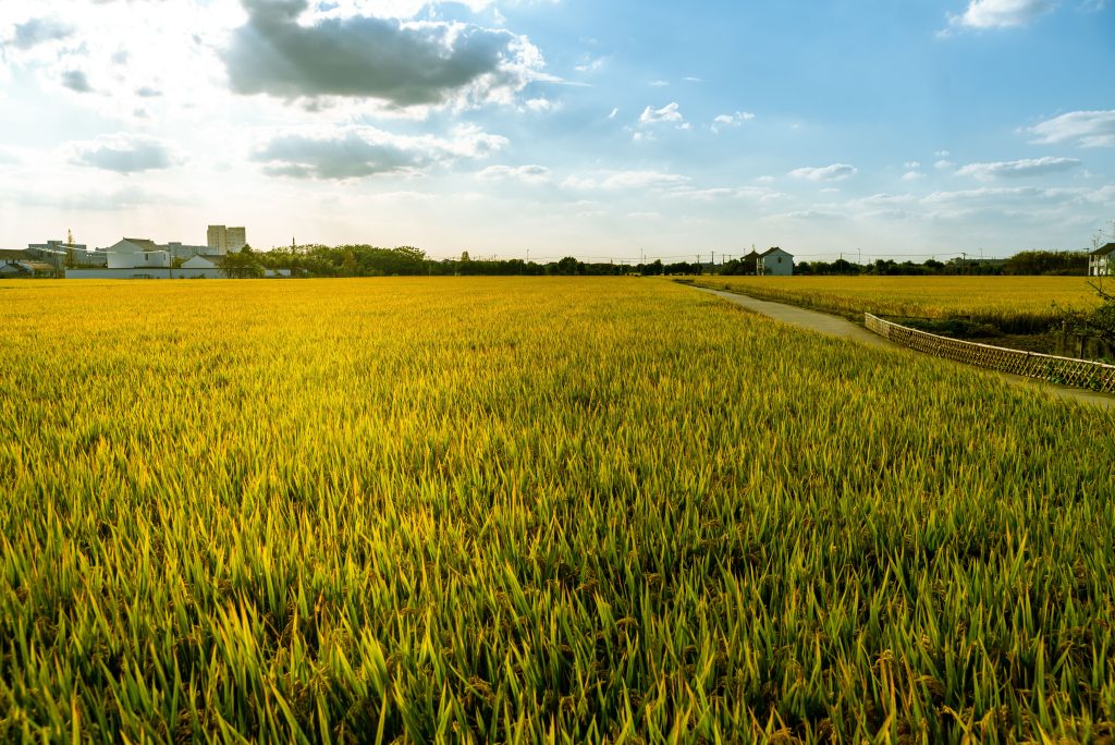 global agriculture trends 2026 farming analysis