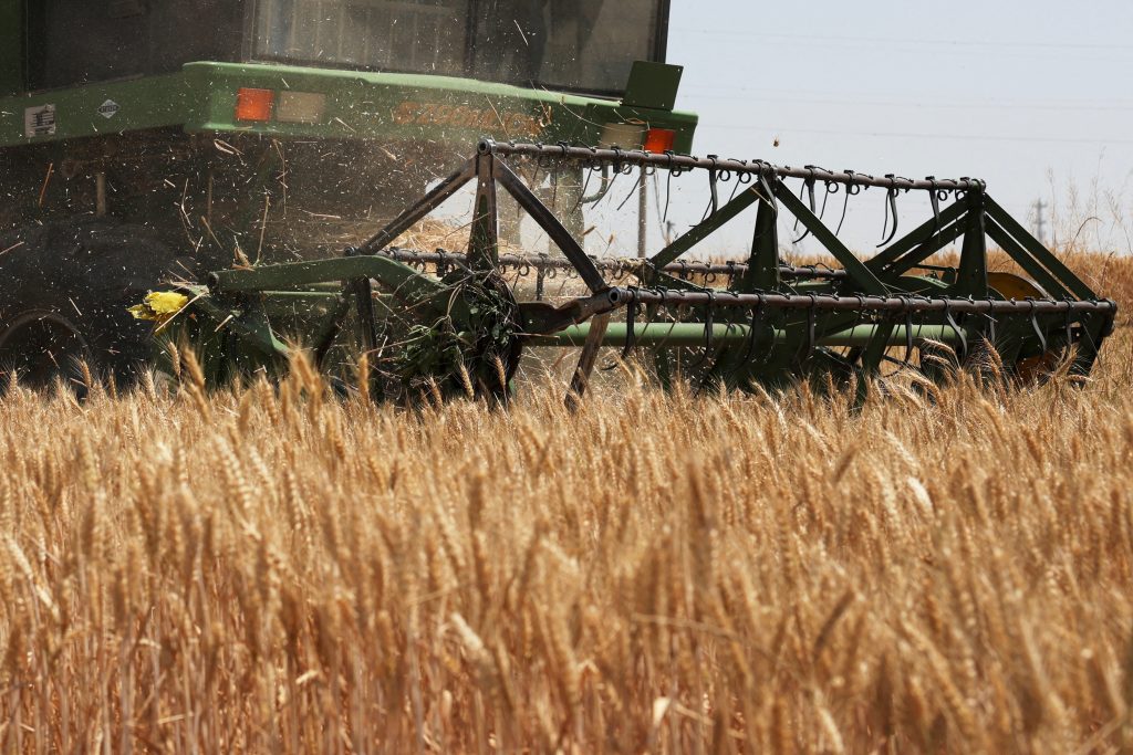 Global wheat harvest June 2026
